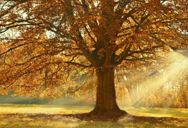 tree-4637270_1280