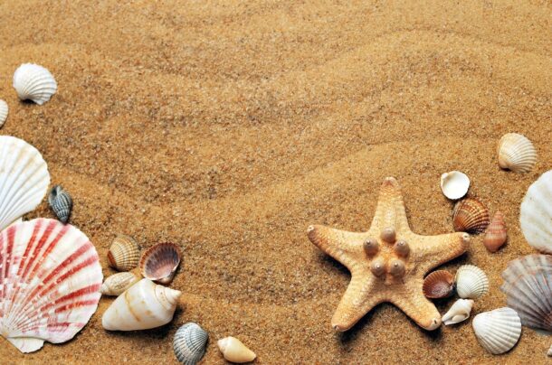 seashells-1337565_1280 (1)
